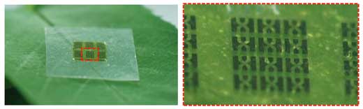 An array of heterojunction bipolar transistors on a cellulose nanofiber substrate put on a tree leaf