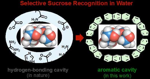 Selective Sucrose Recognition in Water