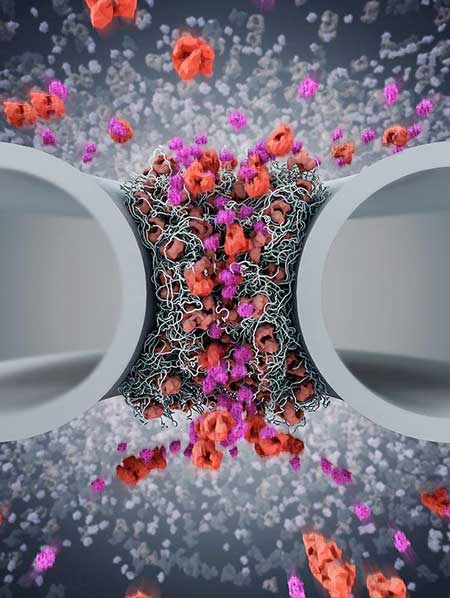 Shuttling Proteins at the Nuclear Pore