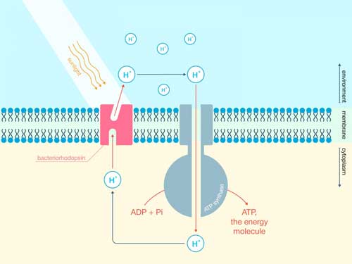 ATP synthase uses the energy of protons to produce the energy storage molecule known as adenosine triphosphate (ATP) from adenosine diphosphate (ADP) and an inorganic phosphate (Pi)
