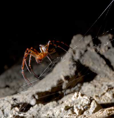 Spiders fed graphene produce stronger and tougher silk