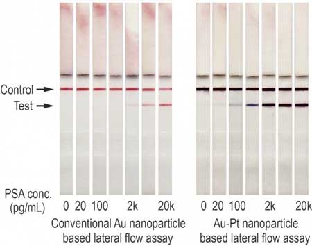 Gold nanoparticles appear red on test strips