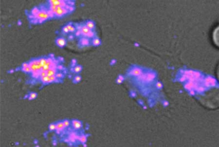 Infrared fluorescence from the lipid nano-sensor inside of live cells