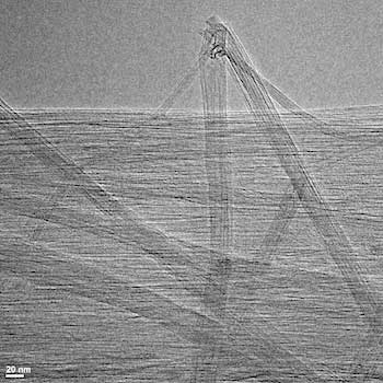 A transmission electron microscope image of purified carbon nanotubes