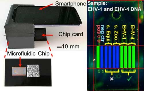 lab-on-a-chip uses smartphone to quickly detect multiple pathogens