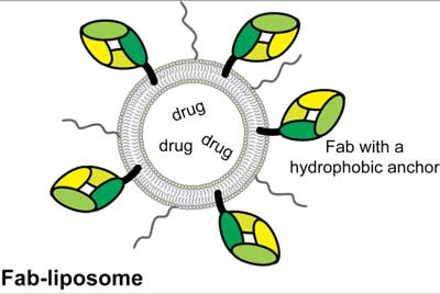 Fab-liposome functionalized with the hydrophobic anchor-equipped Fab fragment on the surface and harbouring a therapeutic drug in its core