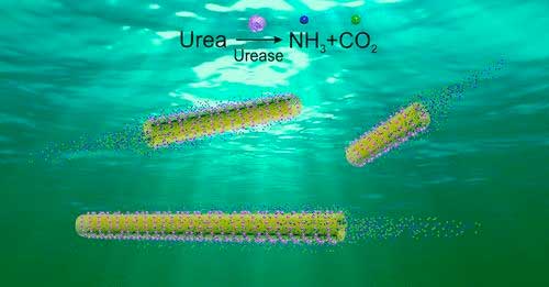 Urea reacts with the enzymes on the inside wall of the nanotube and this biocatalytic reaction propels the tube forward