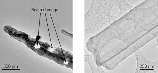 Images of dendrites taken with TEM vs cryo-EM