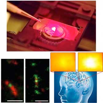 Near-infrared microscopy (top) enables imaging of single-walled carbon nanotube sensors (bottom left) to image dopamine neurotransmission in brain tissue