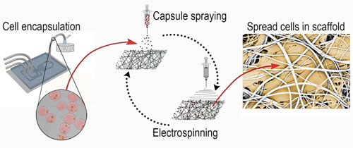 Tissue engineering of muscle fiber