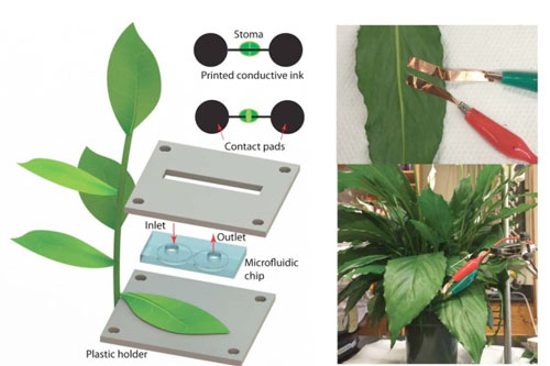 Schematics of conductive circuits printing on the leaf surface