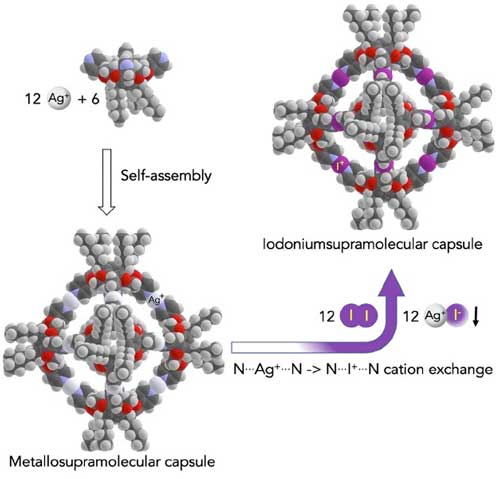 Ethylene-bridged tetrakis(4-pyridyl)cavitand self-assemples into a 4 nm octahedral hexameric capsule when treated with silver tosylate in chloroform.