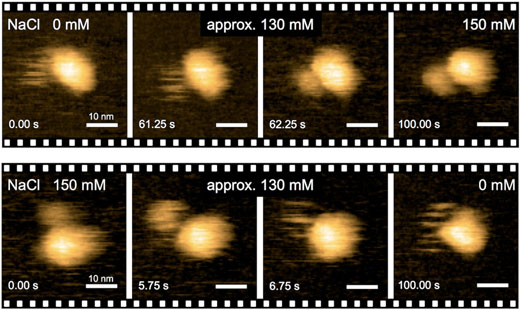 Real-time imaging of Na+-induced structural transitions of the MotPS complex by HS-AFM