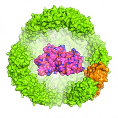 illustration of a protein of interest (POI) inside a 24-subunit Archeoglobus fulgidus ferritin exoshell