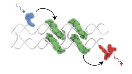 Seen in grey, the DNA DX-tile forms a scaffolding allowing for the precise placement of dye molecule chromophores, which self-assemble on the scaffold in characteristic J configurations, seen in green. Blue and red chromophores represent donor and acceptor molecules, respectively