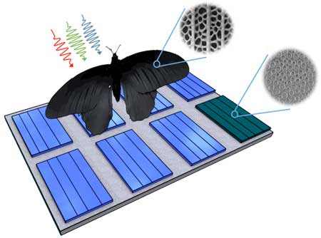 Nanostructures of the wing of Pachliopta aristolochiae can be transferred to solar cells and enhance their absorption rates