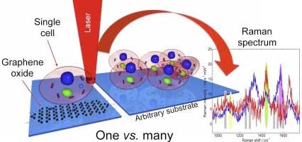 Single cell immobilization on GO modified substrates