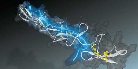 The bacterial peptide (blue) attaches to a fibronectin fibre (white) over several binding sites