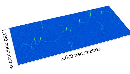 A typical 3D image collected by the nanomapping microscope showing a CRISPR-labelled DNA molecule