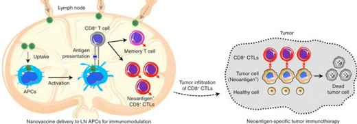 Small green nanovaccine particles deliver the tumor neoantigen to the lymph nodes (left) to stimulate the expansion of cytotoxic T lymphocytes (CTLs) specific for the tumor