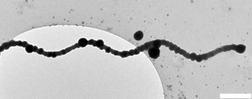TEM image of silica templated flagella