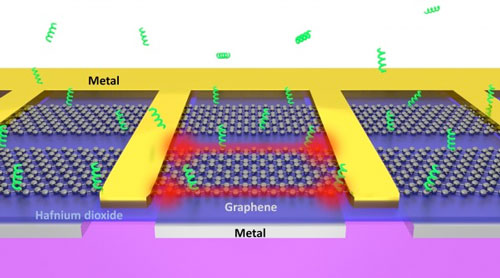 Atomically sharp edges of electrically driven graphene can act as tweezers that rapidly trap biomolecules from the surrounding solution