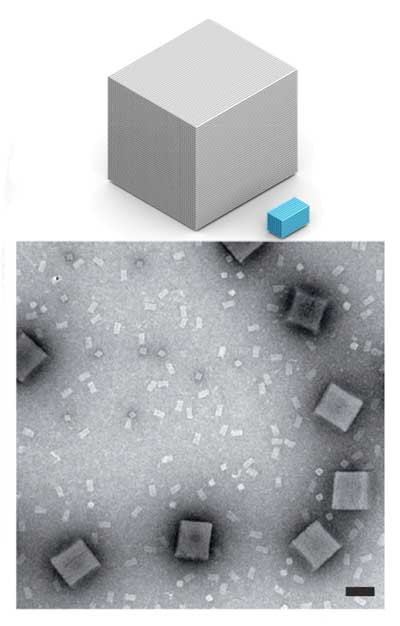 The top model and the bottom TEM image shows how the size of a 536 megadalton DNA brick cuboid (grey) compares to that of a much smaller 4.3 megadalton origami cuboid (light blue)