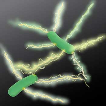 Geobacter Has Electrically Conducting Filaments