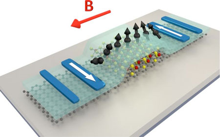 Schematic image showing spin filter effect of graphene-TMD heterostructure