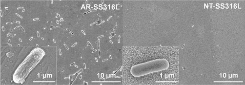 These scanning electron microscope images show the difference in adhesion of E. coli bacteria