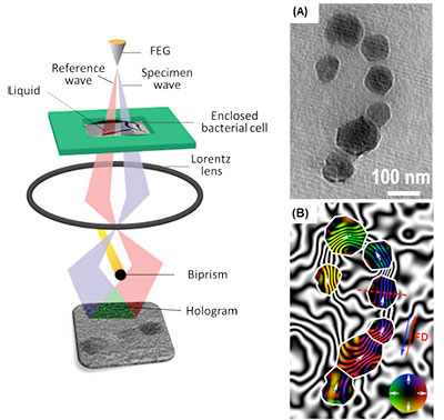 off-axis electron holography using a fluid cell