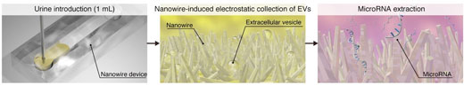 Schematic of microRNA extraction using nanowires