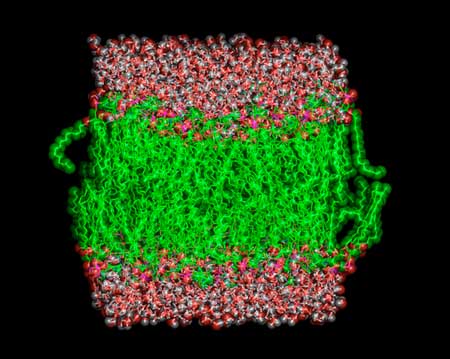 Phosphatidylcholine lipids in biological membranes consist of two parts—a hydrophobic hydrocarbon chain (green) and a hydrophilic phosphate end (pink and red)