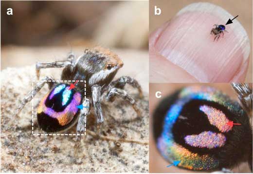 A Miniature Peacock Spider with Rainbow-Iridescence