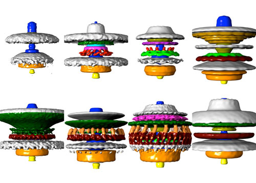 3-D model images of eight bacterial motors