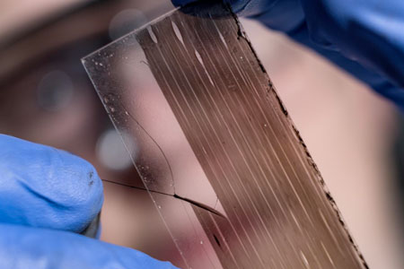 peeling a strip of aligned carbon nanotubes from a slide