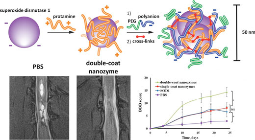 multi-layer polymer nano-structures of superoxide dismutase