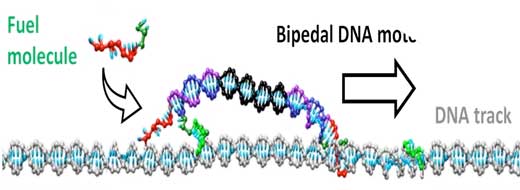 Illustration of an autonomous DNA bipedal motor that is powered by chemical fuels