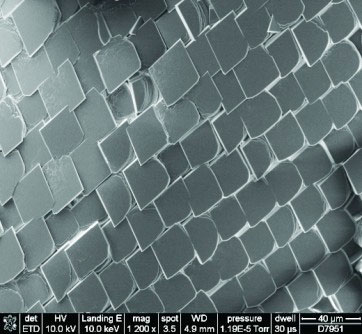 A scanning electron microscope picture shows artificial 'scales'