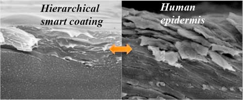 A quasi-linear layer-by-layer (LBL) film with constituent graphene oxide is deposited on top of an exponential LBL counterpart as a protective hard layer, forming a hierarchical stratified assembly mimicking the structure of epidermis