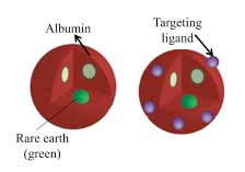 rare Earth metal (the green sphere) is encased in the protein Albumin to create the Rare-Earth Albumin Nanocomposites
