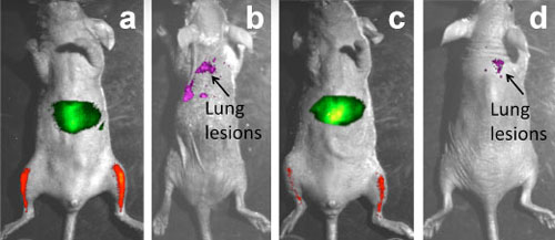 ReANCs allow cancer to be illuminated in the leg bone and liver (images a and c), and lungs