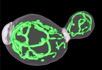 3D-structure of mitochondria in a budding yeast cell