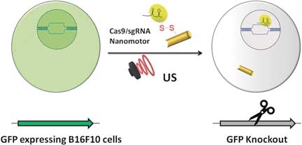 Active delivery of Cas9-sgRNA complex in the cell by using ultrasound-propelled nanomotors