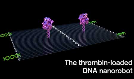 thrombin-loaded DNA nanobot