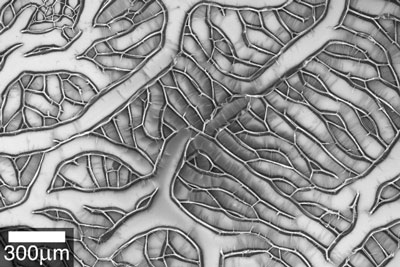 A scanning electron microscope image shows that heat-treated aligned carbon nanotubes self-assemble into cells with clearly defined cell walls
