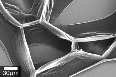 carbon nanotube cell walls