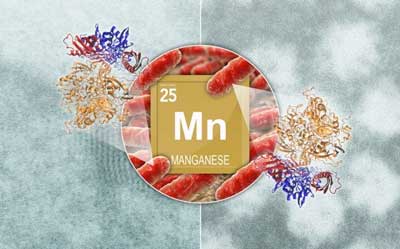 recombinant enzyme responsible for biomineralization of manganese