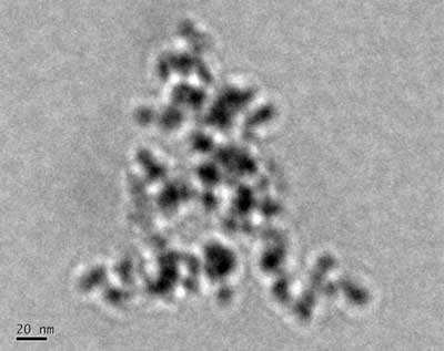 Transmission electron microscopy image of the polystyrene coated magnetic nanoparticles