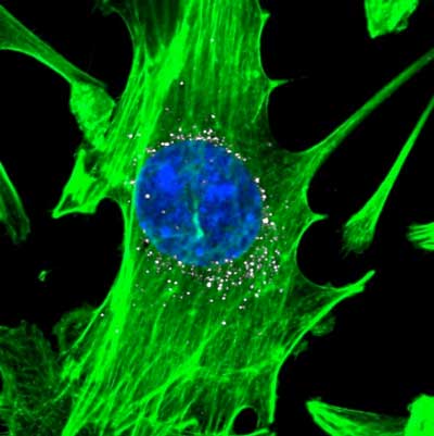 Cells, stained in green with blue nuclei, are targeted by nanoparticles carrying DNA barcodes (white)